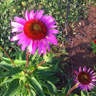 Cone flower