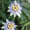 Passion flower