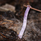 Lacaria Amethyste
