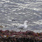 Red-billed gull