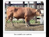Manuales Ganado Bovino Doble Proposito