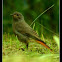 Black Redstart (Phoenicurus ochruros)