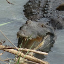 Crocodile