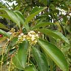 Fiddlewood