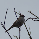 Chipping Sparrow