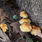 Sulphur Tuft