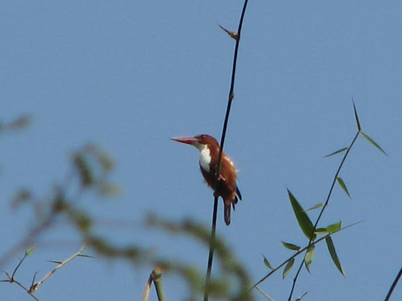 Spotting Image 1