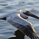 Brown Pelican