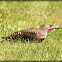 Northern Flicker