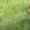 Northern Bobwhite