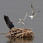 Porphyrio porphyrio Vs. Sterna hirundo