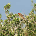 House Finch