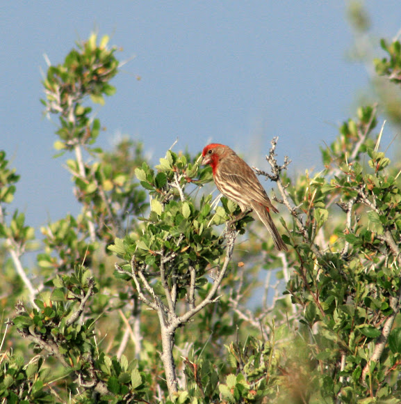Spotting Image 1