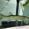 Chain Pickerel