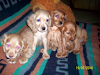 Cachorros Cocker Los Mas Lindos