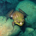 Green Frog