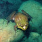 Green Frog