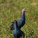 purple swamp hen