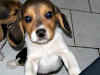 Cachorros Beagles Tricolor Con Collar Y Polar