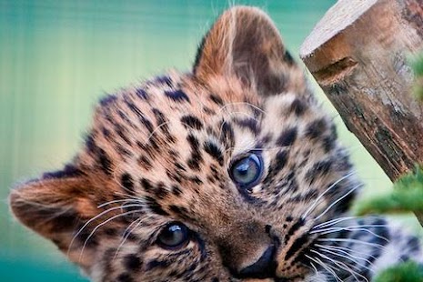 How to mod Leopard Wallpaper LWP lastet apk for pc