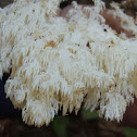 Hericium coralloides