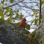 Northern Cardinal