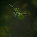 Green frog