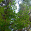 Vine maple