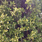 Northern Bayberry