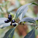 Palqui / Green Cestrum