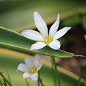 White Rain Lily