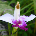 Bug & orchid