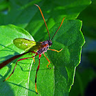 Gasteruptiid Wasp
