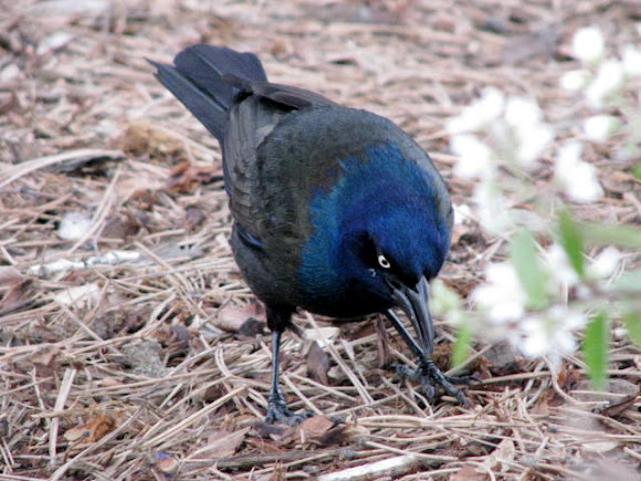 Spotting Image 1