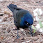 Common Grackle