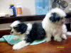 Vendo Bellos Cachorros Shih Tzu  San Diego  Val