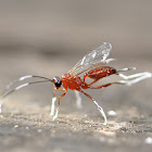 Ichneumon Wasp