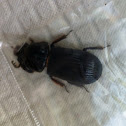 Bess beetle