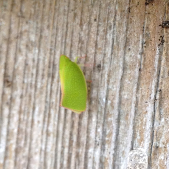 Spotting Image 1