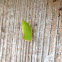 Flatid Plant Bug