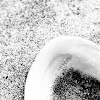 white shell.jpg