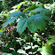 Mayapple