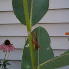 grasshopper