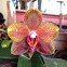 Orchid