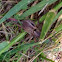 Rabid Wolf Spider