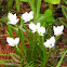 White Rain Lilies