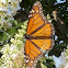 Monarch
