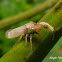Sharpshooter (Leafhopper)