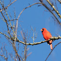 Northern Cardinal