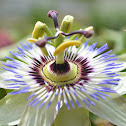 passion flower